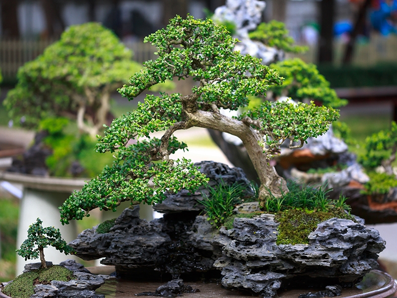 Bonsai Praha () Bonsai Praha