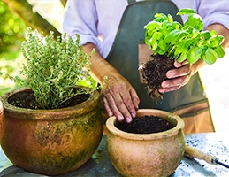 Bylinkom�nie - Obr�zek