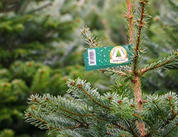 Řezané vánoční stromky - Obrázek